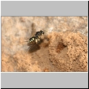 Crabro scutellatus - Grabwespe w04b 9mm mit Fliege - Sandgrube Niedringhaussee.jpg
